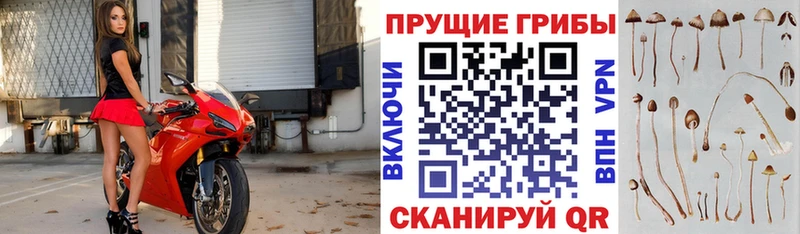 наркота  Апрелевка  Псилоцибиновые грибы Magic Shrooms 